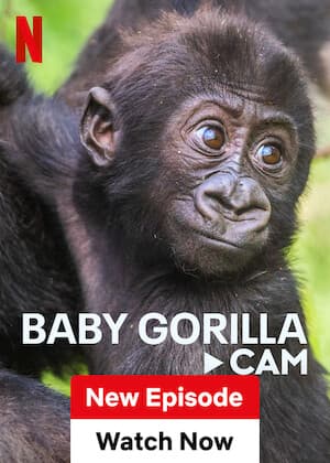 Baby Gorilla Cam (2023)