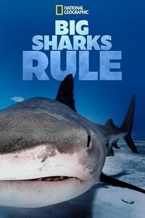 Big Sharks Rule (2018)