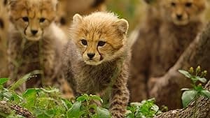 Born to Be Wild