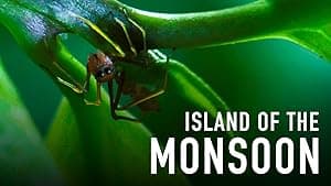 Island of the Monsoon (2018)