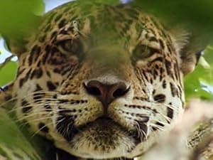 Jaguar Adventure With Nigel Marven (2008)