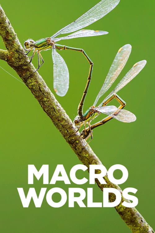 Macro Worlds (2017)