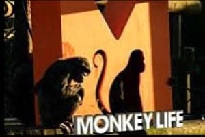 Monkey Life (2007)