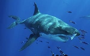 Most Wanted Sharks (2020)