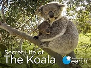 Secret Life of the Koala (2016)