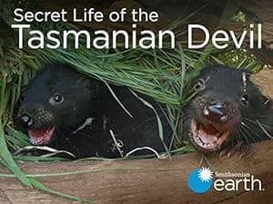 Secret Life Of The Tasmanian Devil (2016)