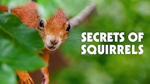 Secrets of Squirrels