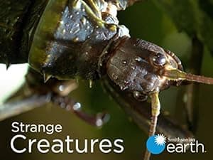 Strange Creatures