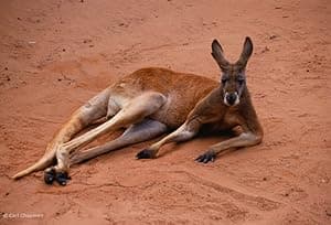 The Kangaroo King (2015)