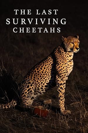 The Last Surviving Cheetahs