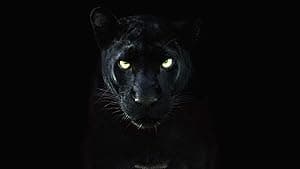 The Real Black Panther