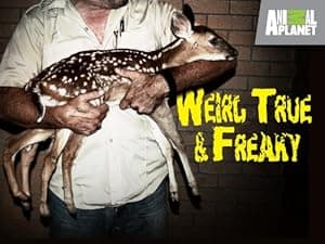 Weird, True & Freaky