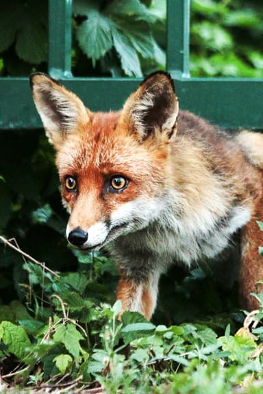 Wild Berlin