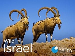 Wild Israel (2016)