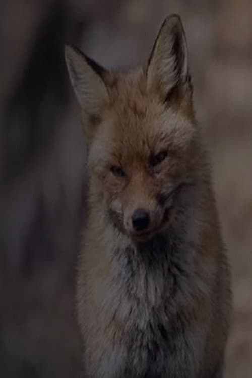 Wild Spain