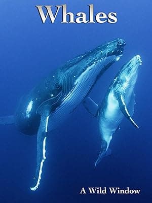 Wild Window: Whales