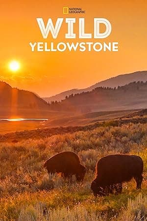 Wild Yellowstone