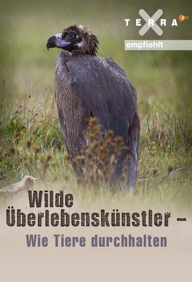 Wilde Stories