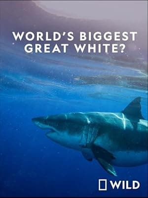 World's Biggest Great White? (2019)